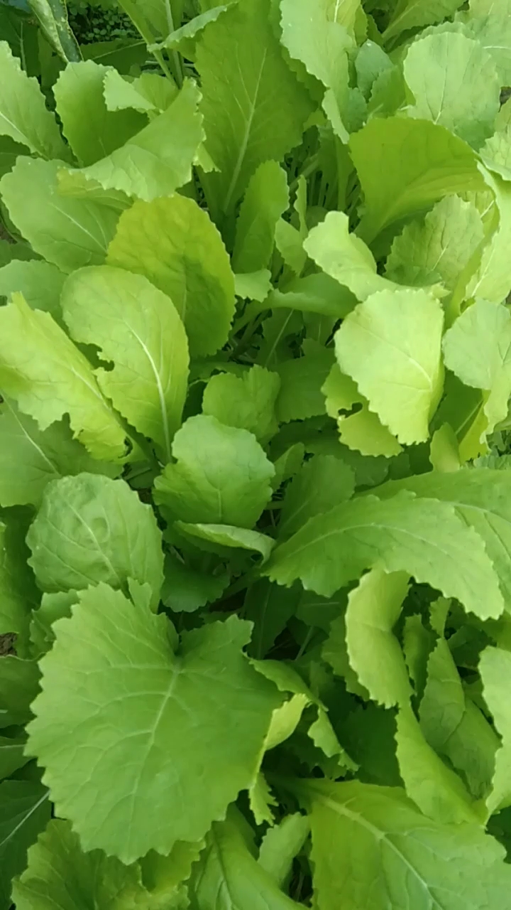 多吃小菜对身无害
