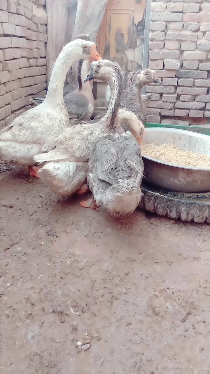 本地笨鹅蛋纯绿色的