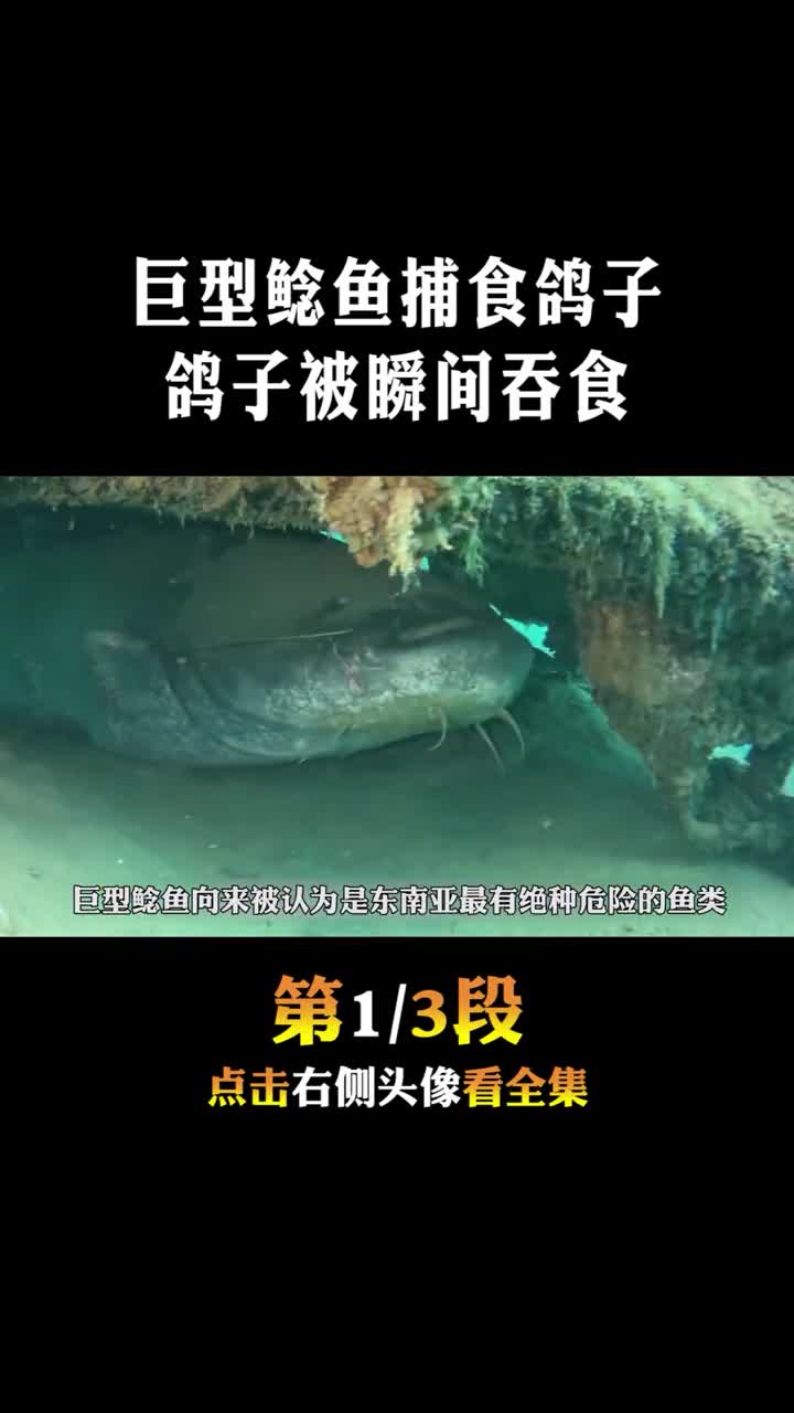 #动物世界#巨型鲶鱼捕食鸽子2