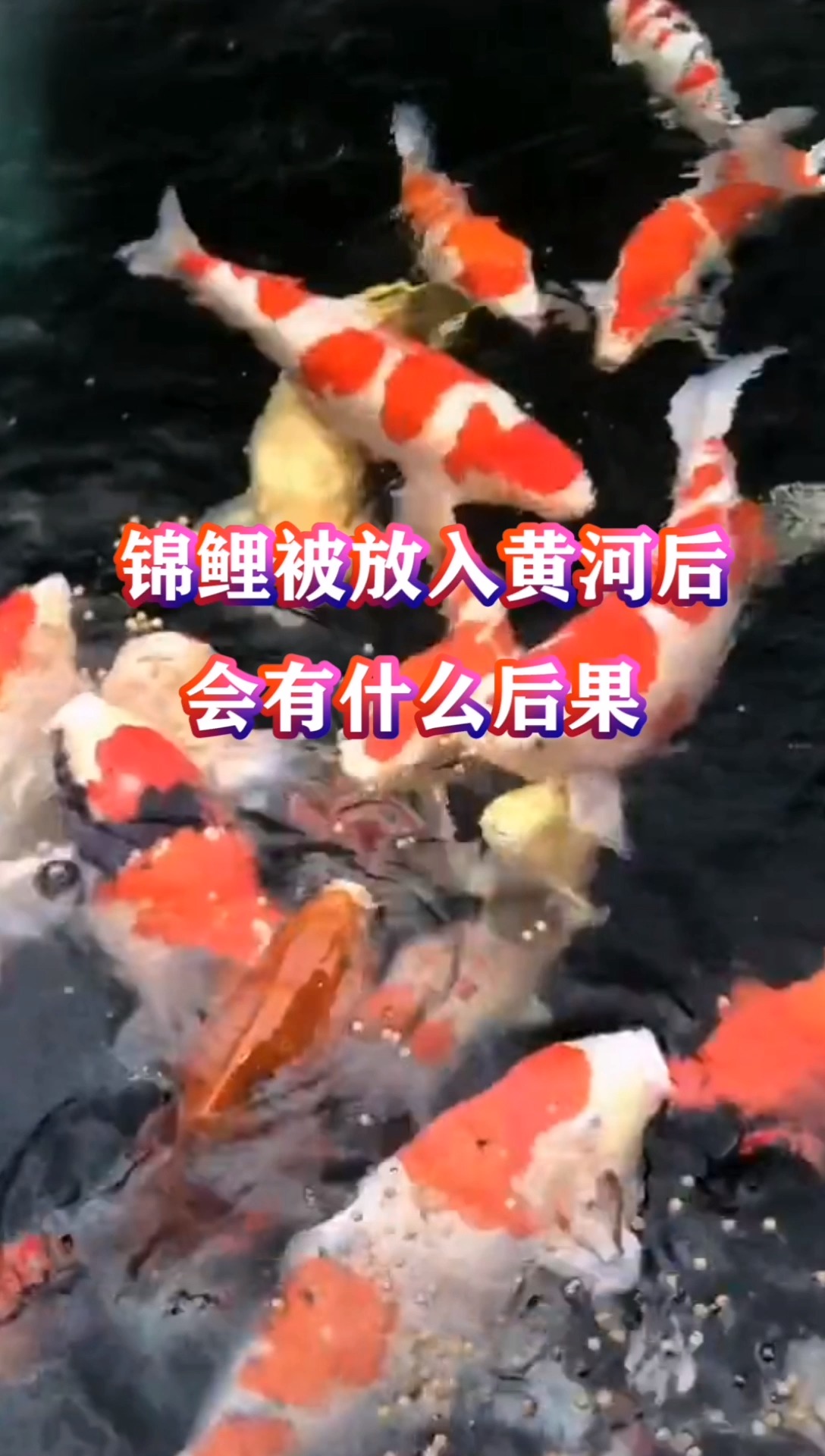 锦鲤被放入黄河后,会有什么严重后果?