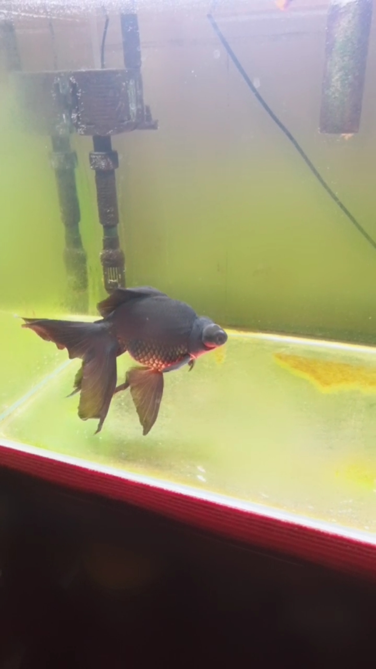 孤独的老鱼