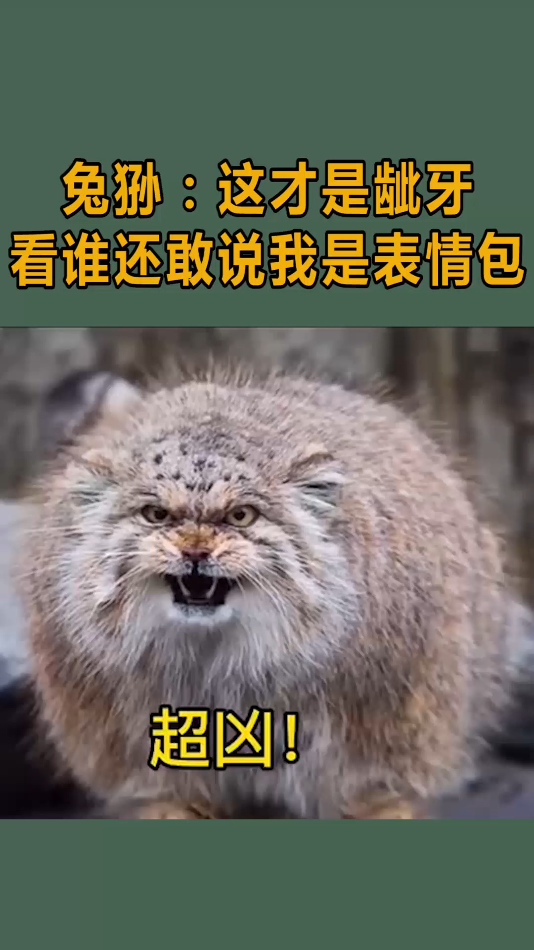 #我要上热门#兔狲:这才是龇牙。看谁还敢说我是表情包