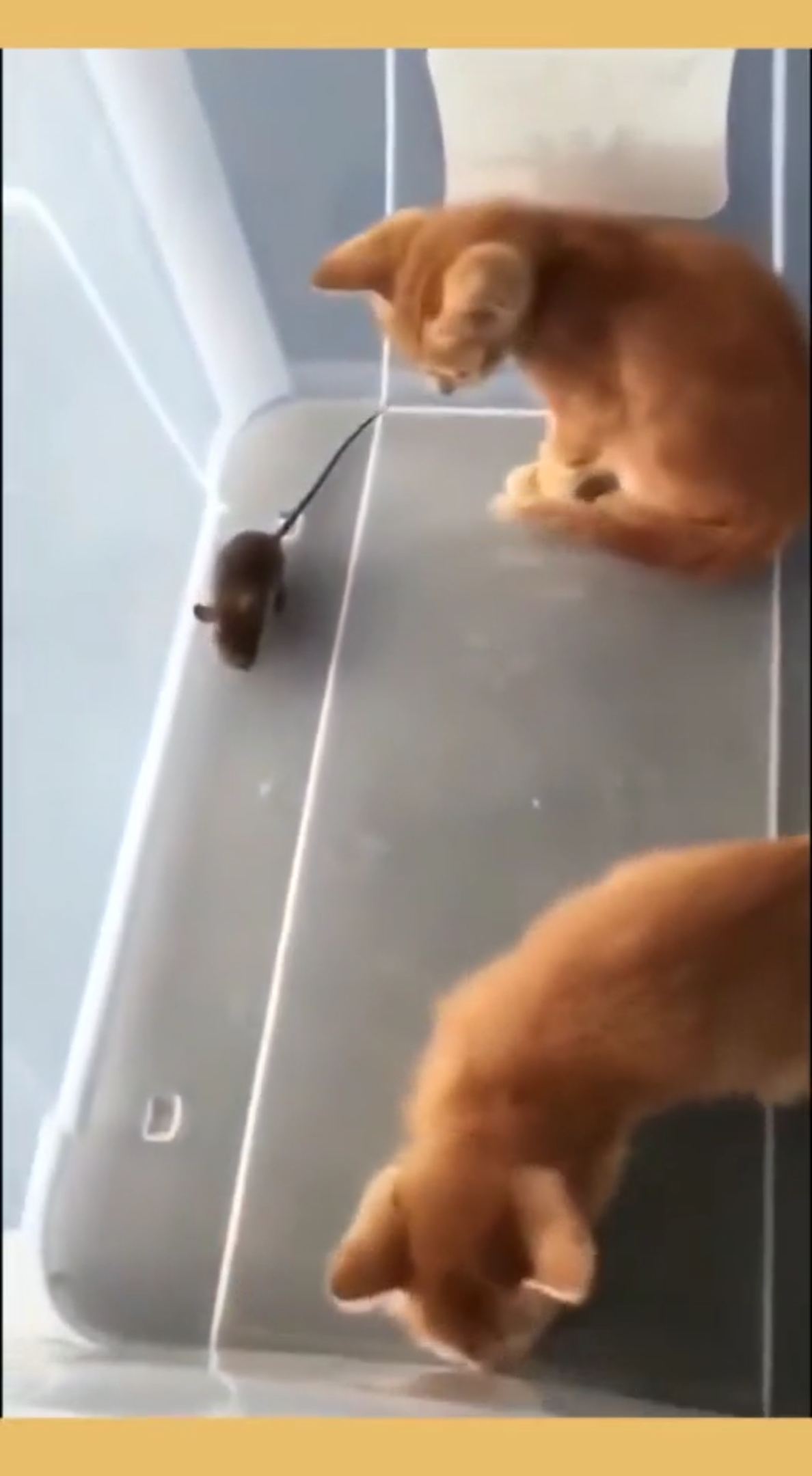 家养和野生的区别