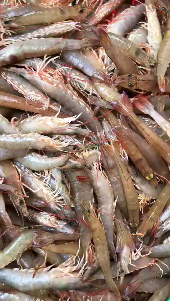 野生沙鲁虾  来了