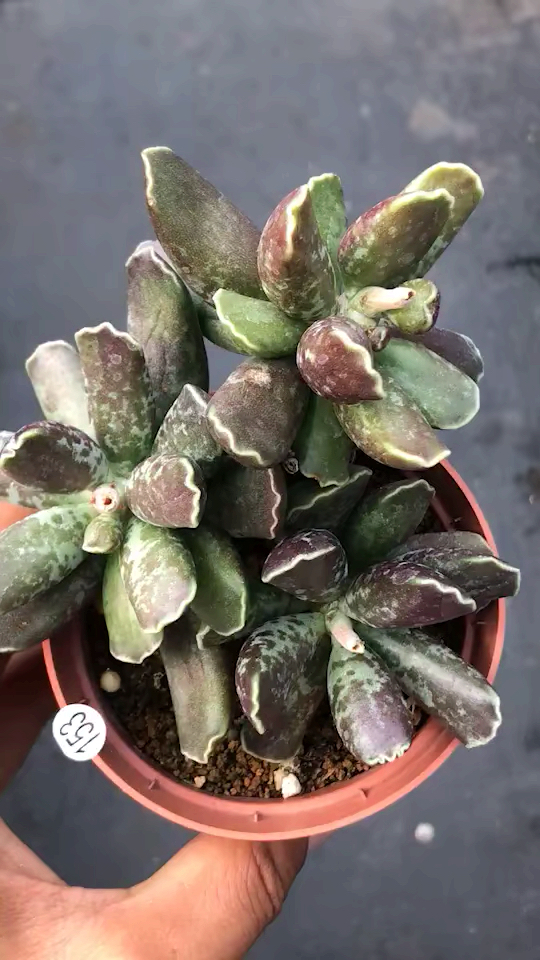 #我要变好看#多肉· 紫库伯水泡老桩。