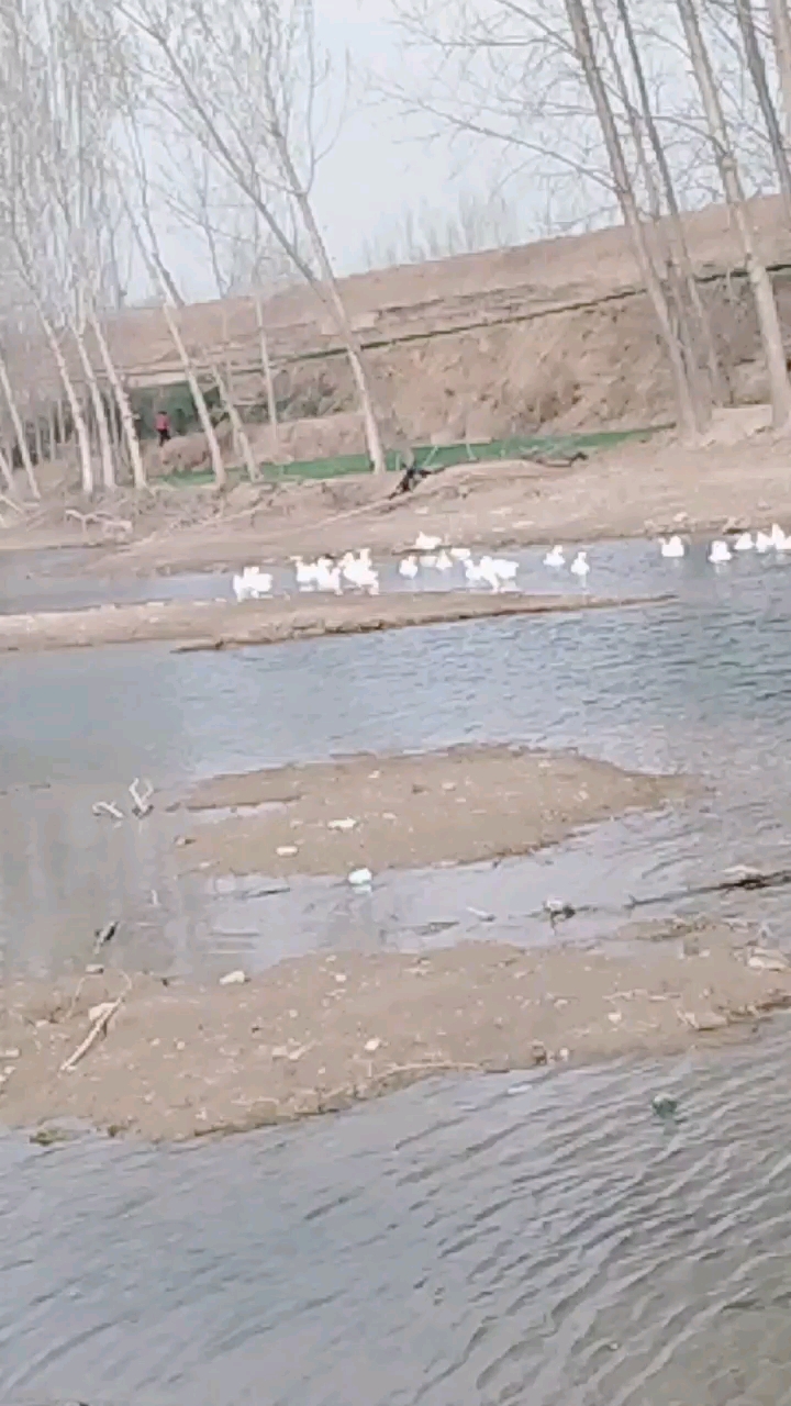 看大白鹅游泳啦