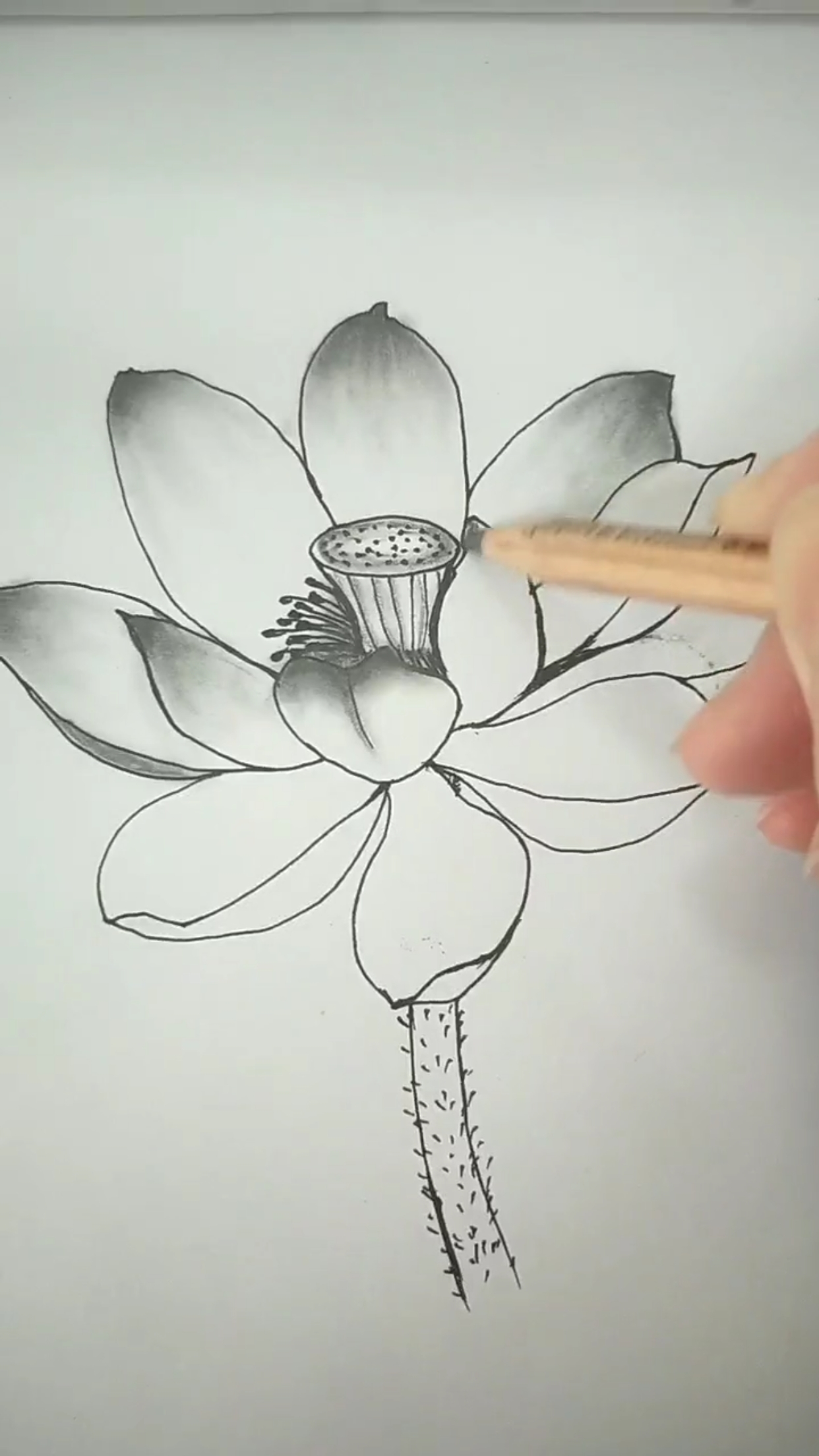 #创意简笔画#莲花盛开的不同画法
