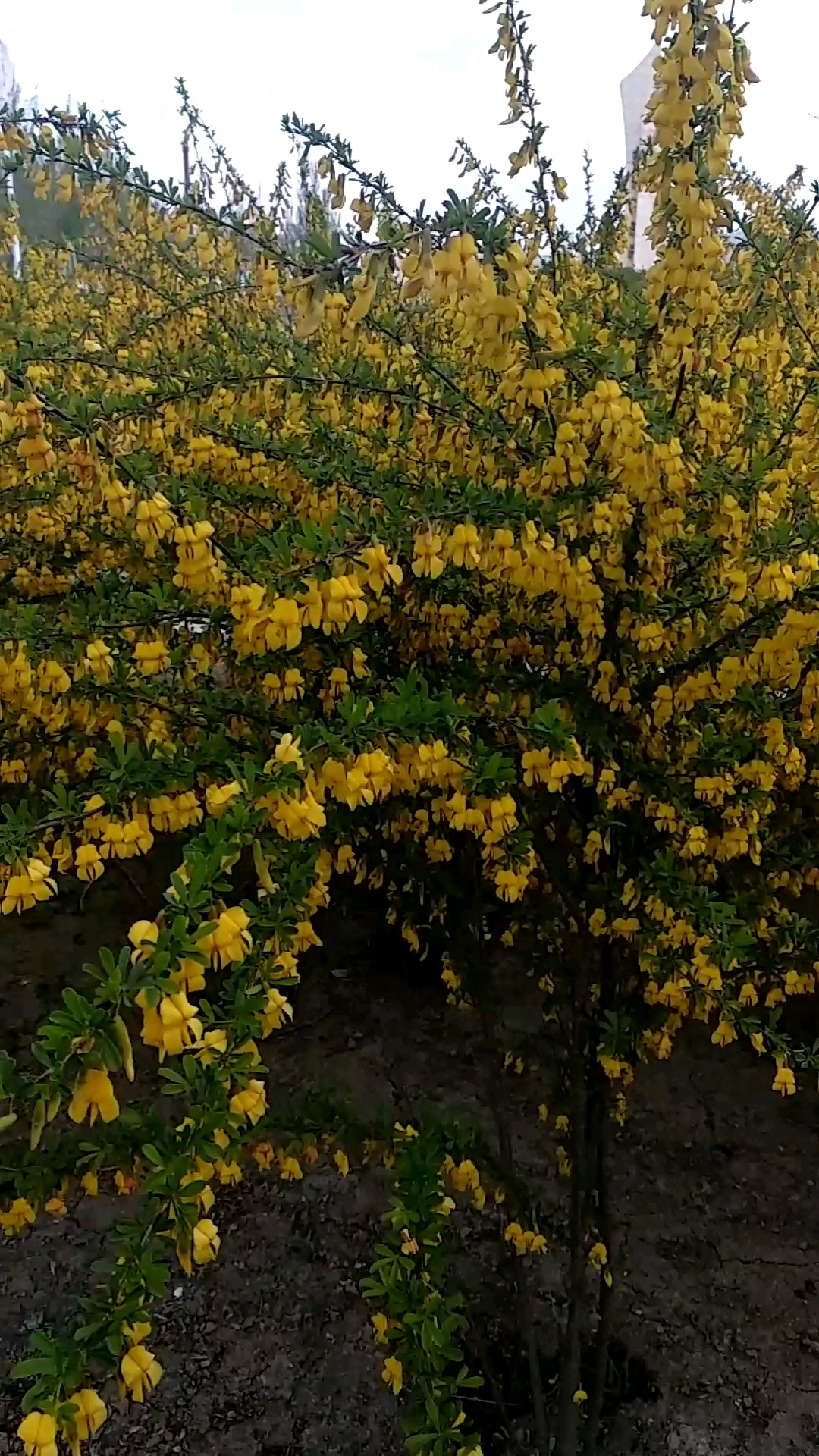 花开富贵,愿大家在五月都发大财!万事顺遂!