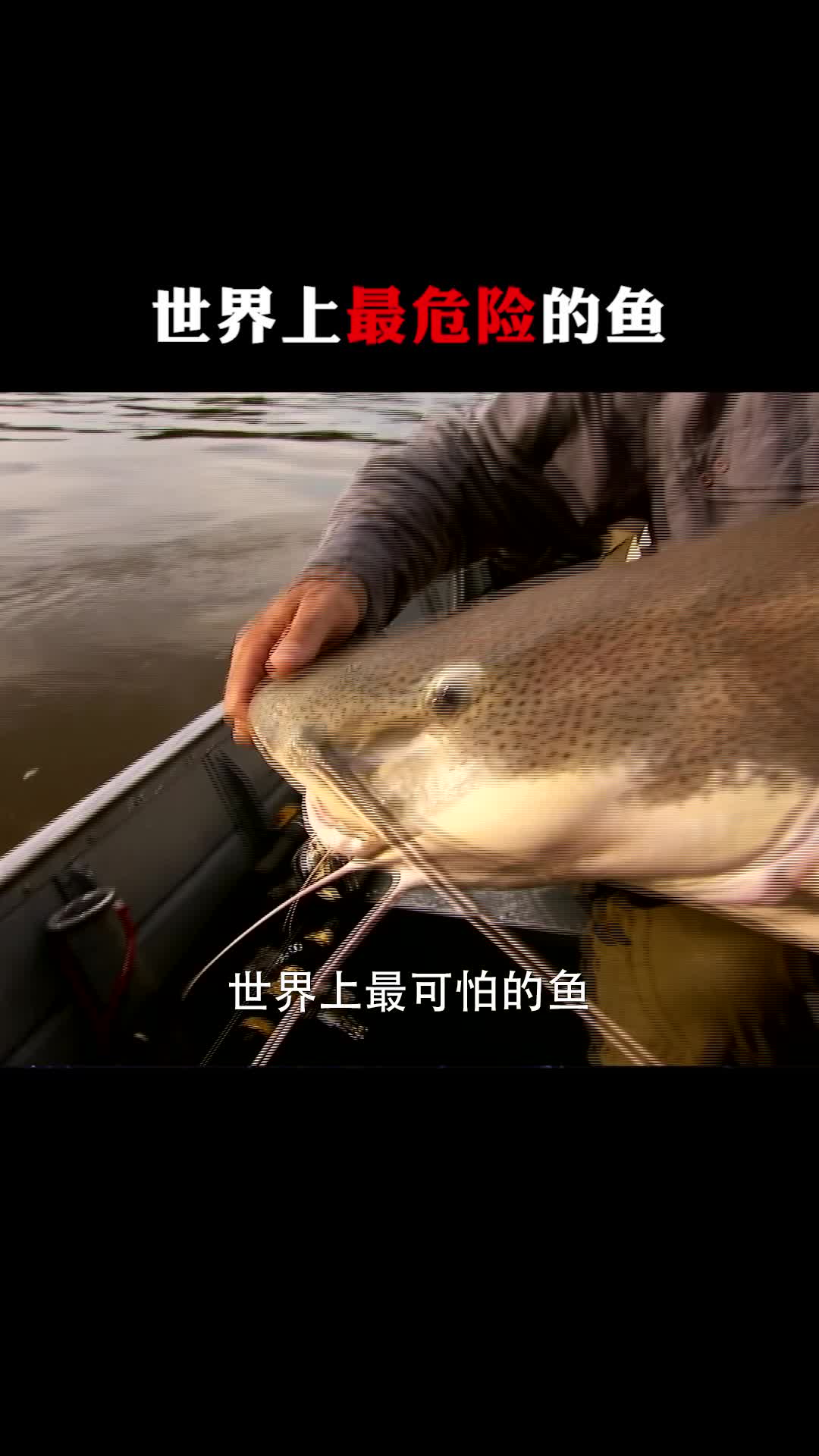 #每天一点冷知识#世界上最危险的鱼类
