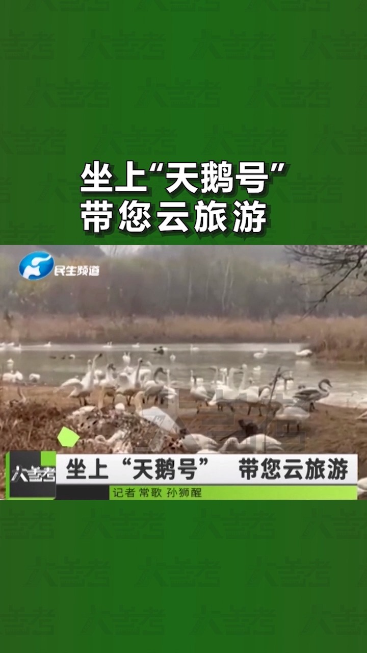 坐着高铁去看天鹅!“三门峡·天鹅号”高铁列车首发开行