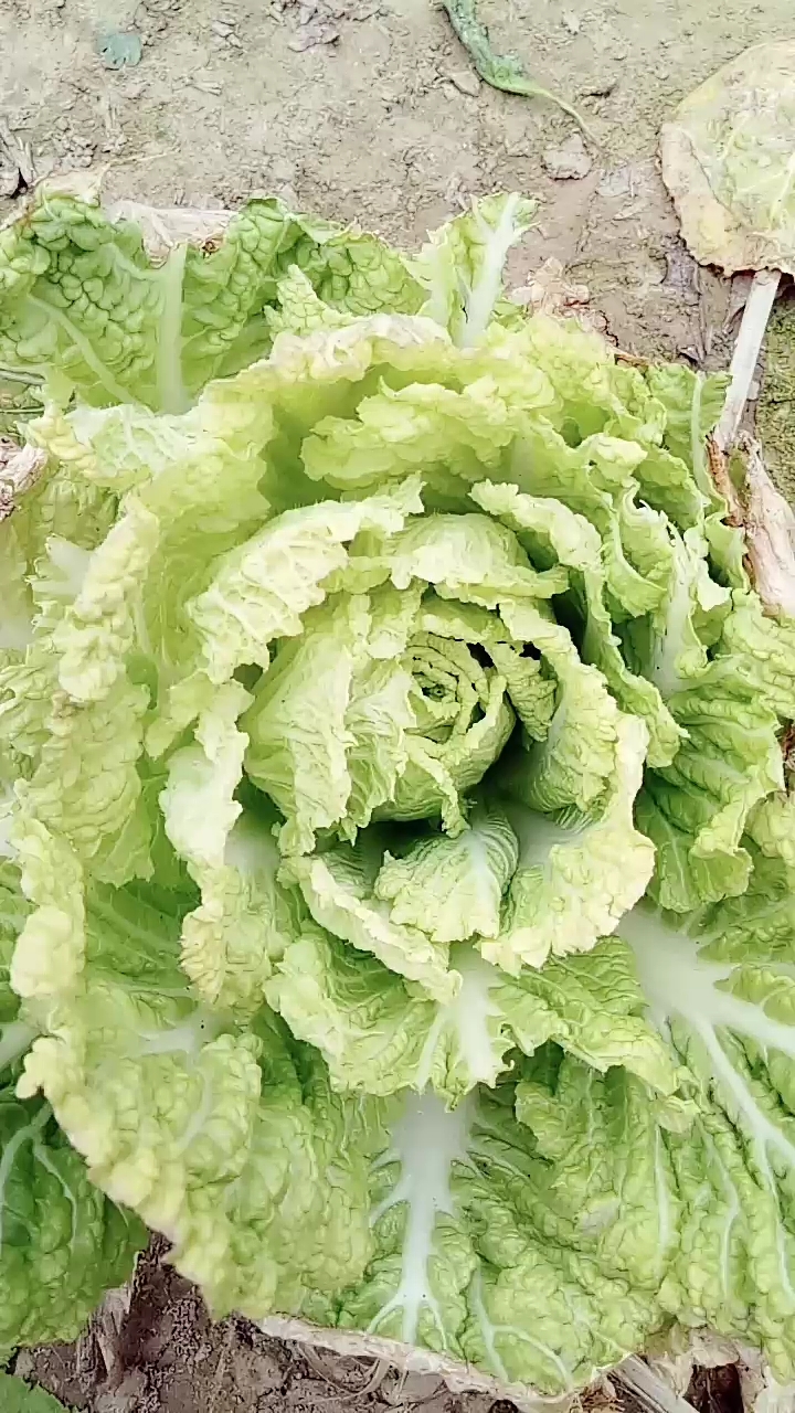 纯天然蔬菜