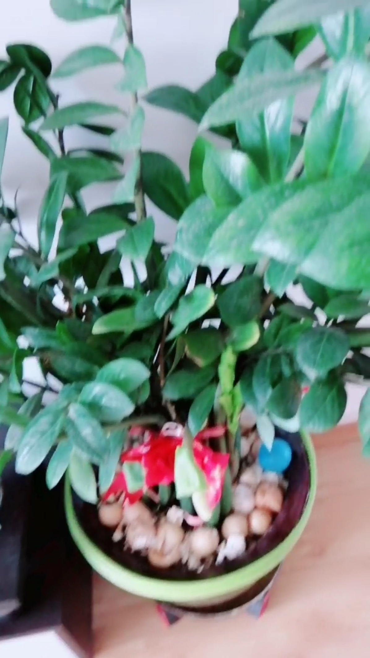 #乡村生活#钱串子开花了,看到的大家一起发财,一起分享。