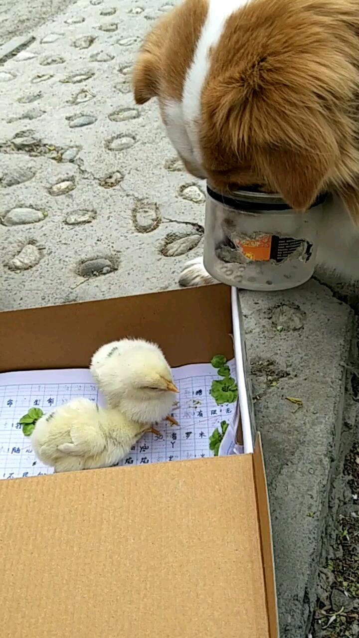 小孩,小鸡,小狗