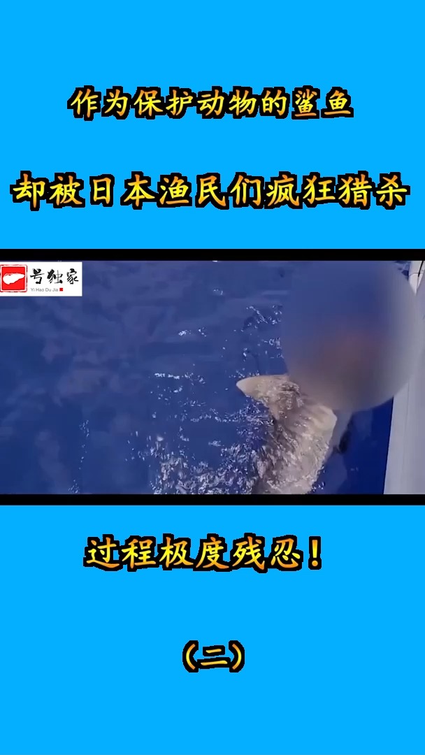 作为保护动物的鲨鱼,却被日本渔民们疯狂猎杀,过程极度残忍!(二)