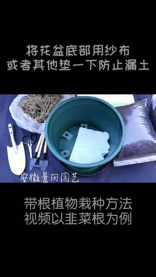 韭菜根栽种方法,种植要点是一定要修根关注我们,教您种花种菜