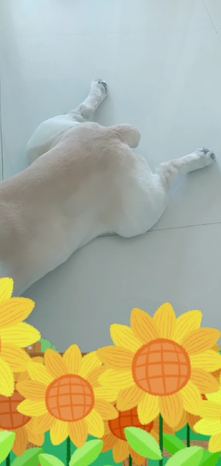 #神宠来袭#猜猜这是谁,德州扒鸭。听过扒鸡,听过扒鸭没