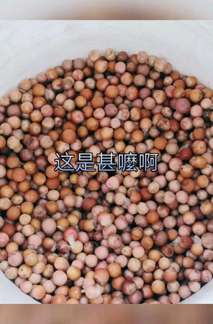 鸡头米,又叫鸡头肉,学名芡实,国内叫苏芡或者南芡