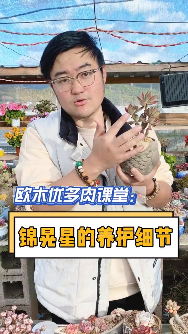 锦晃星的养护要注意生长季水和肥充足,冬季休眠期要注意防冻以干为主#多肉植物#