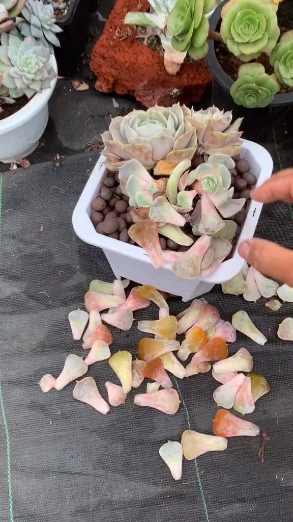 #有一种可爱叫多肉!#多肉植物黑腐,化水,落叶,烂根,烂茎杆是怎么回事,怎么预防。
