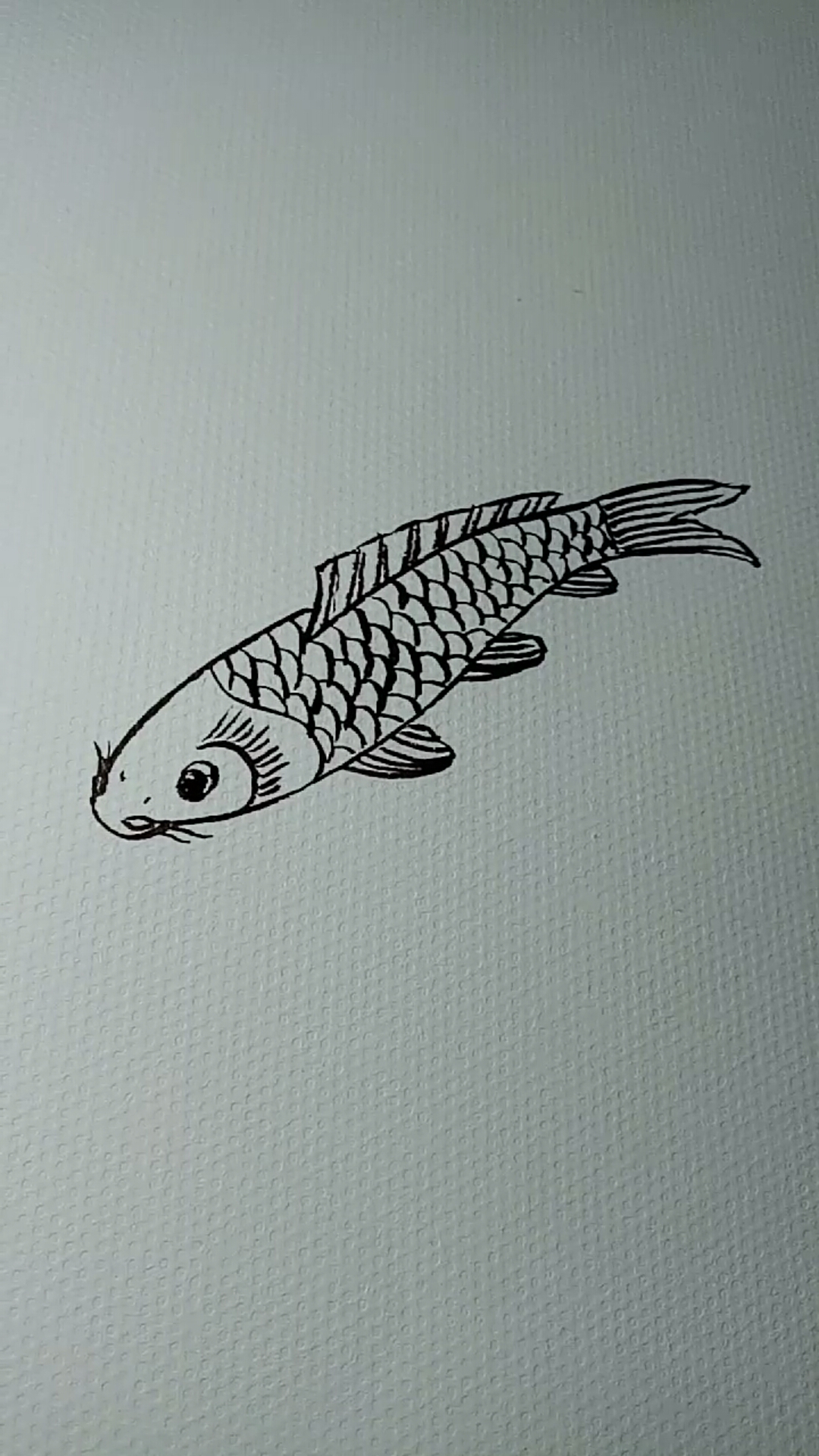 #一看就会的白描画#鲤鱼白描画法教程
