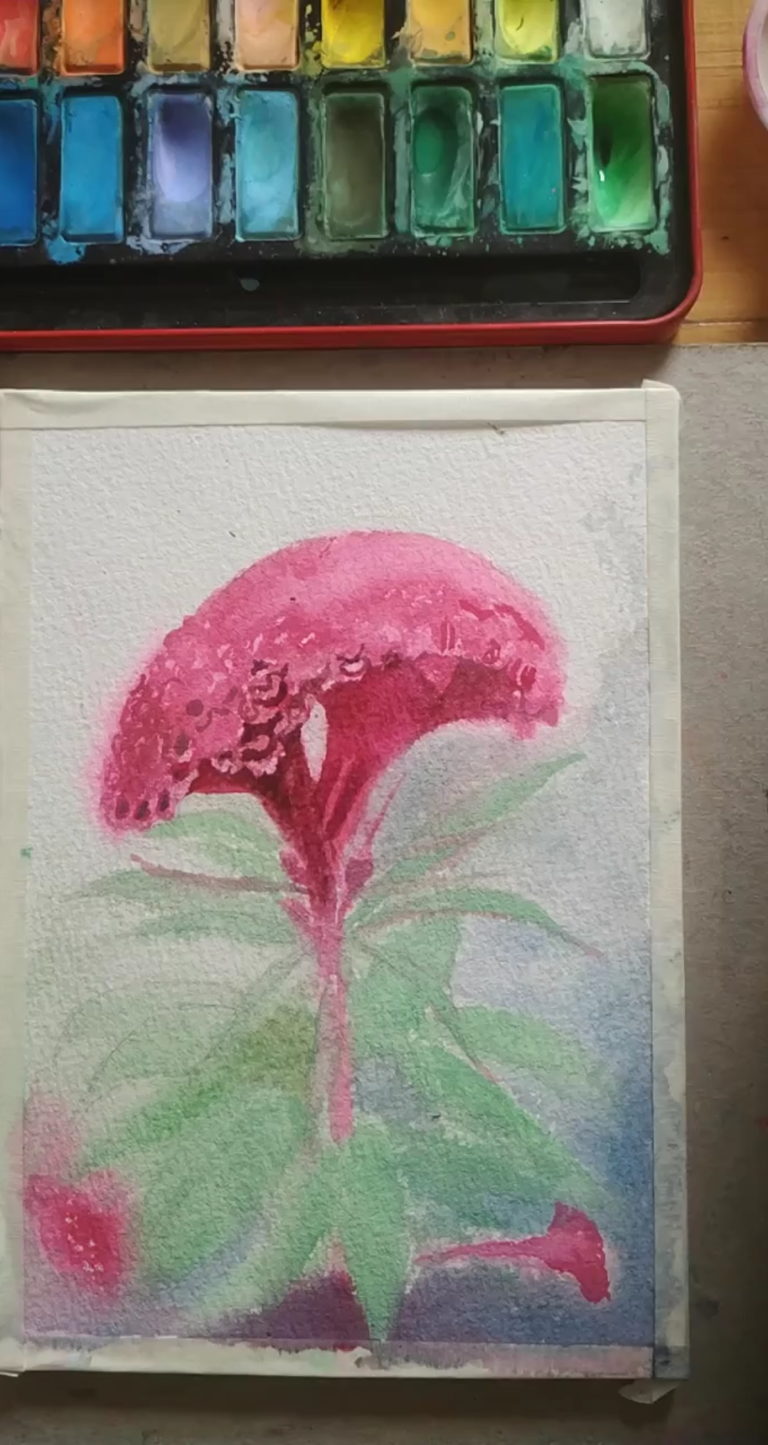水彩花卉,鸡冠花,大家喜欢吗?