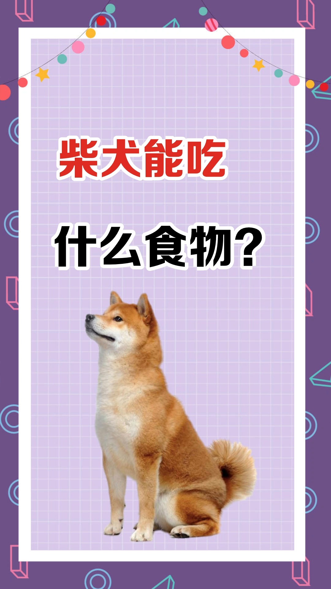 柴犬能吃什么食物?