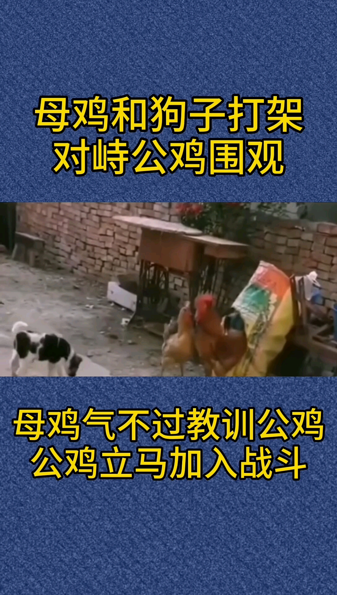 狗与鸡的战斗