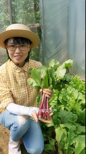 这种蔬菜掰叶子吃,越掰长得越多