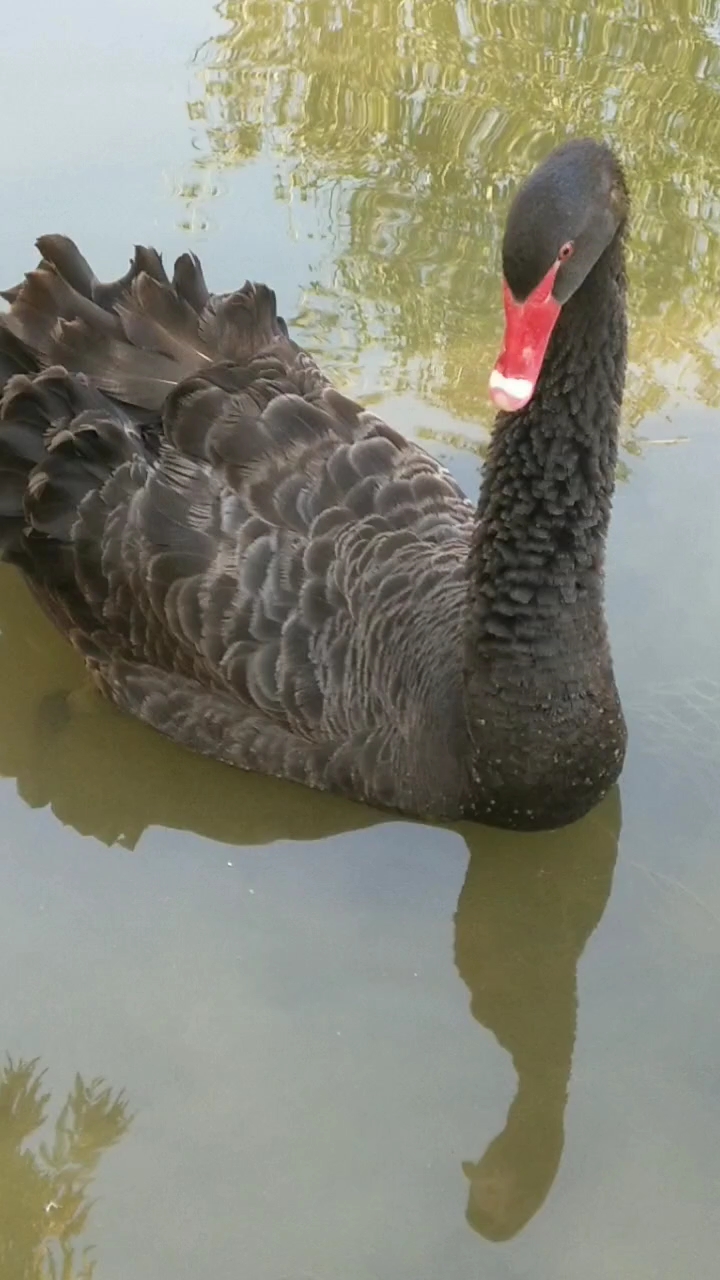 #乡村生活#这只天鹅看样子就是一个非常彪悍的家伙!粗壮、肥大!