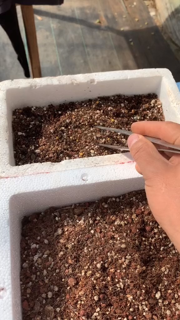 #有一种可爱叫多肉!#各种类型的多肉植物,需要什么样的土种才好看,这个视频全部告诉你们。