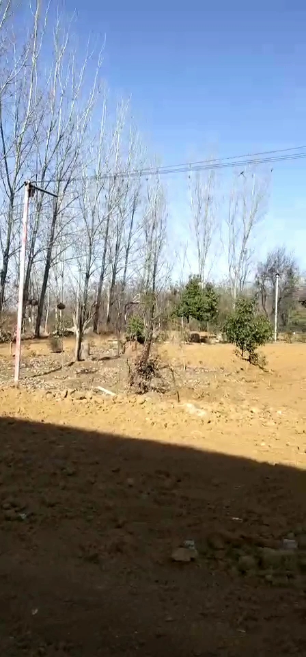 #感恩有你#问你们一个脑筋急转弯,红公鸡尾巴是灰色的,那么灰公鸡尾巴是什么颜色呢