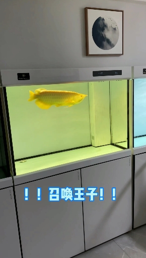 #龙鱼#喂龙鱼王子吃龙虾肉,一口一块,吃得贼香贼过瘾~