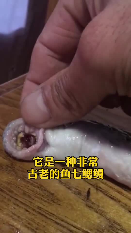 世界上最恐怖的生物,一口能吸人半身血