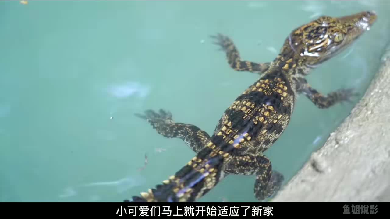 几十条小鳄鱼失去了妈妈,小伙子为宝宝们建起鳄鱼雕塑陪伴它们!