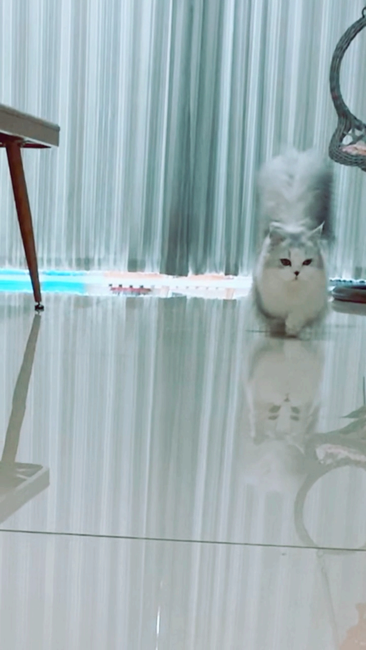 #拿破仑猫#最美拿破仑猫,没有之一
