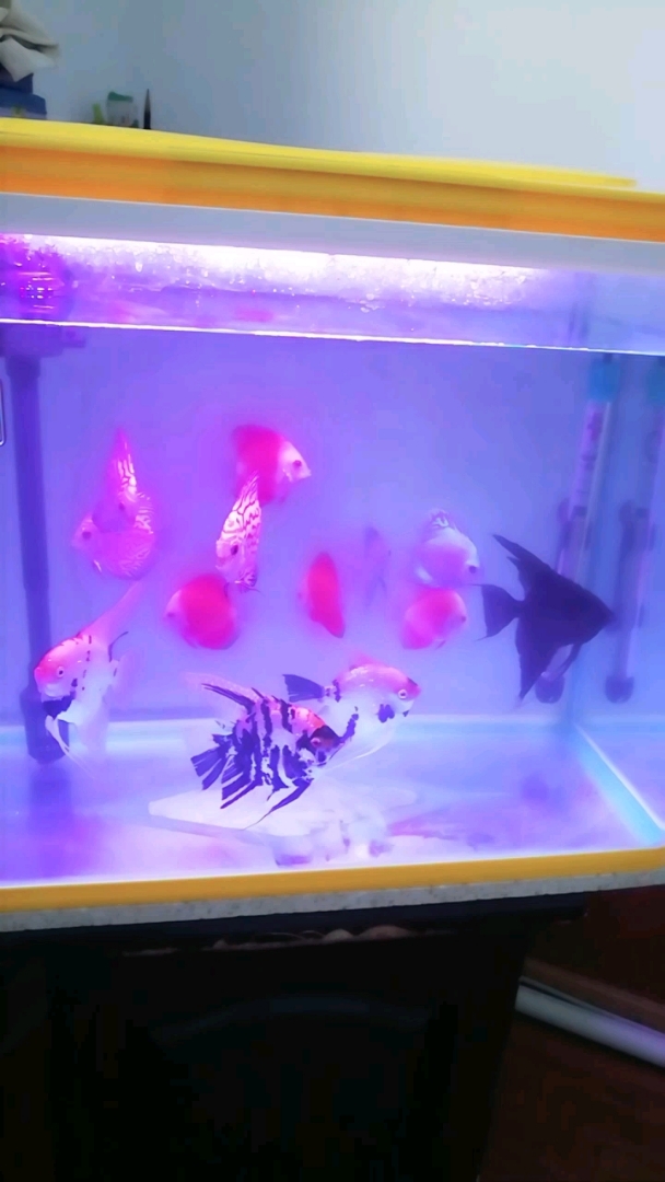 七彩与燕鱼混养。