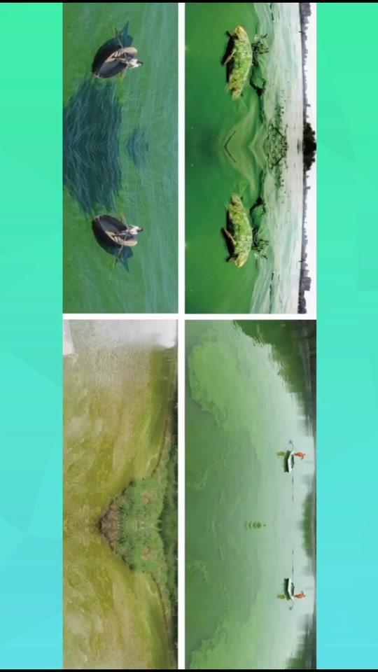 近期草鱼大面积暴发病害,塘口死鱼多,养殖户该怎么办?#水产养殖 #草鱼 #我要上热门 @全