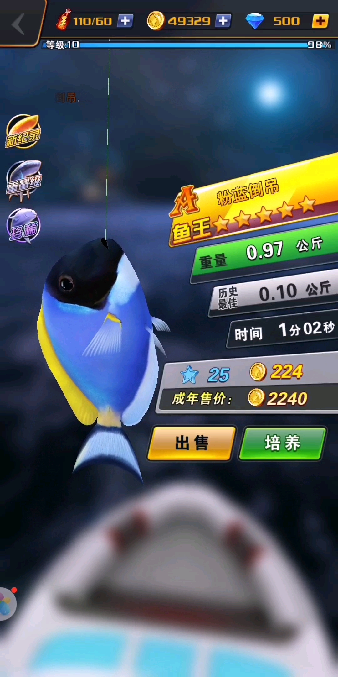 粉蓝倒吊鱼王☆☆☆☆★重量0.97公斤