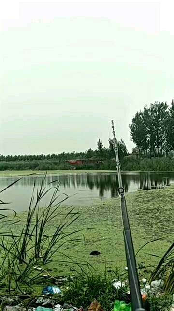 高清中鱼全过程