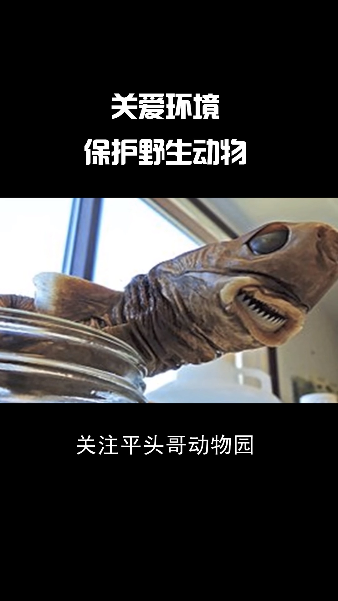 #海洋生物#小巧的身躯却成为海中绝对的霸主！是什么让鲸鱼、鲨鱼、海豚等大型生物都畏惧它？
