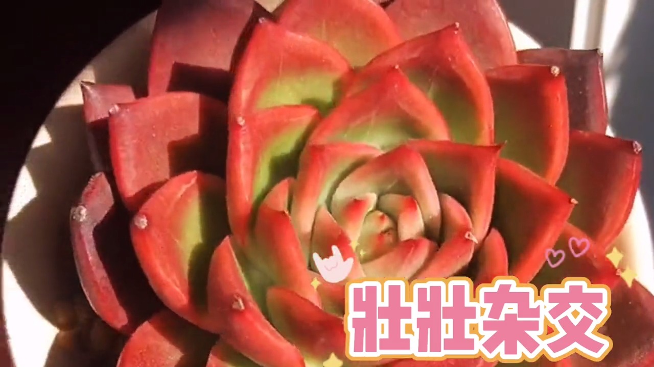 #有一种可爱叫多肉!#最受欢迎的几款“多肉品种”颜值高皮实好养,新手的首先 #记录多肉生活