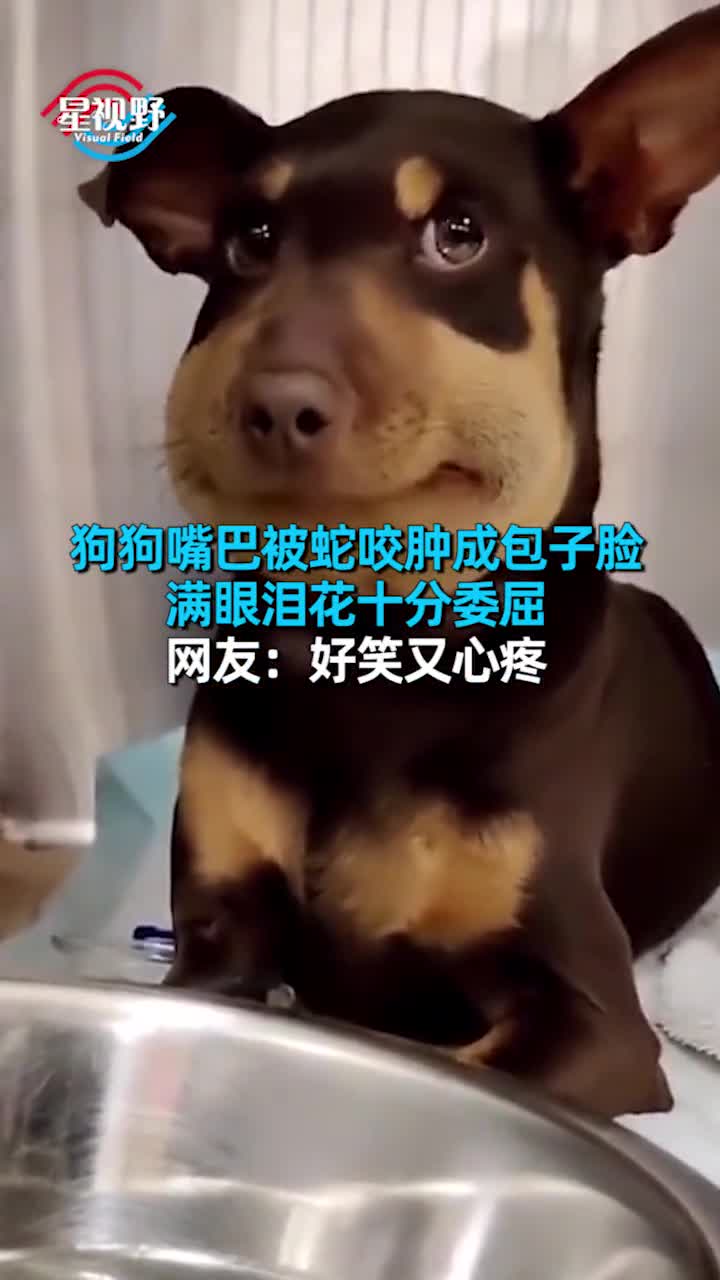 狗狗嘴巴被蛇咬肿成包子脸,满眼泪花十分委屈,网友:好笑又心疼