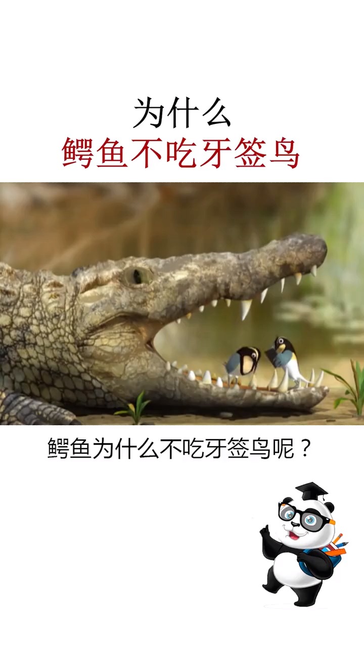 为什么鳄鱼不吃牙签鸟?