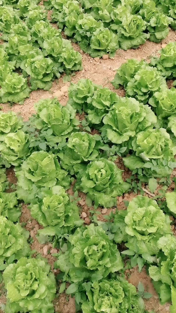 @全民小助手关注我关注全民小视频,每天拍自己种的菜生长过程!!!
