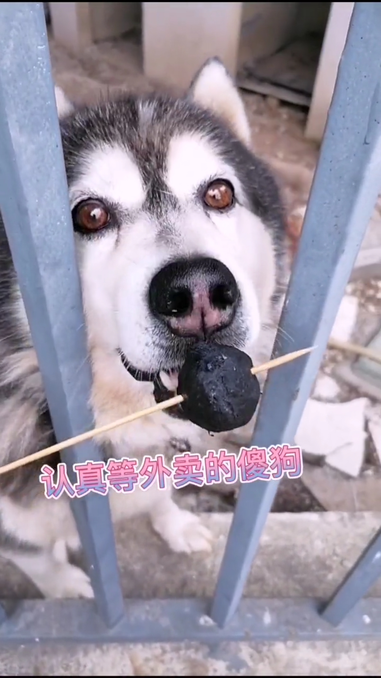 计划养熟隔壁公司傻狗的第205天,给傻狗带了墨鱼丸子,傻狗的头太好rua了。