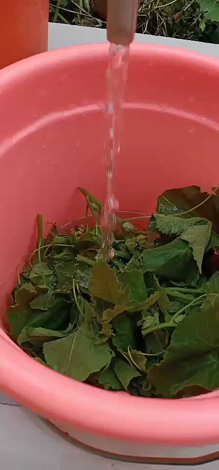 这样的野菜尖尖你吃过吗?