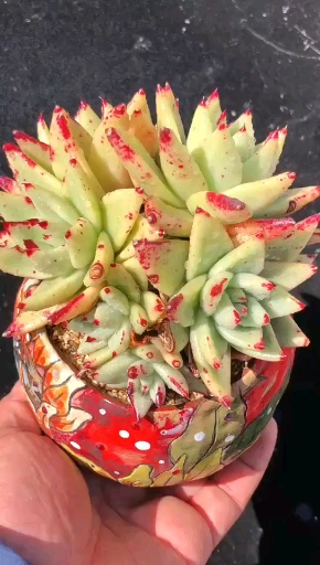 #多肉植物#黄金玛利亚