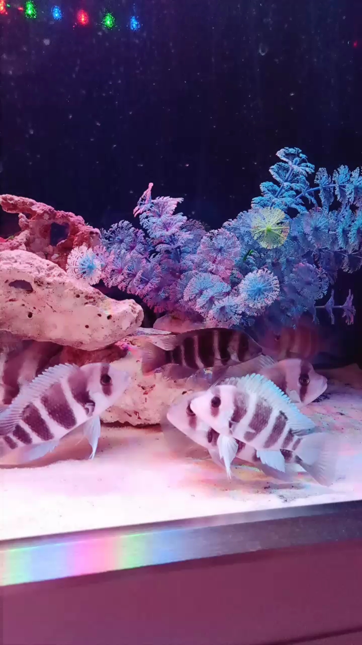 分享视频