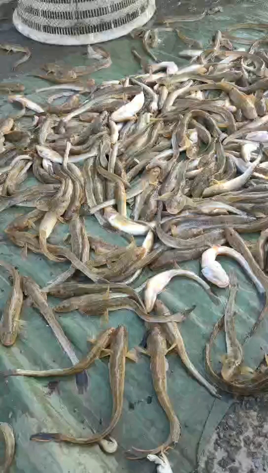 刚出海的狗光鱼