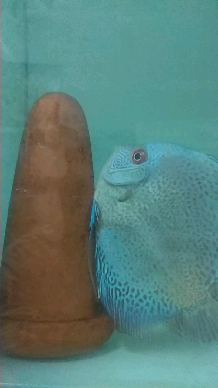 蓝蛇搭对甩籽啦!